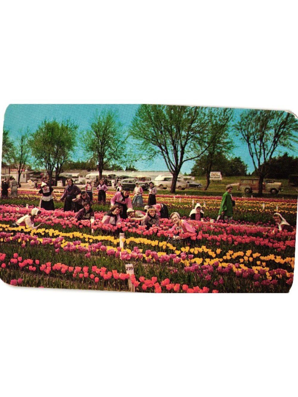 Holland Michigan 1951 Real Photo Postcard Tulip Time Nelis Farm Kodachrome